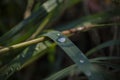 Macro closeup of water drops on green grass blade Royalty Free Stock Photo