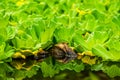 Macro closeup of water lettuce, popular tropical aquarium plant, invasive specie, nature background