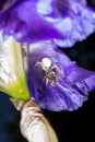 Macro Closeup of a white crab spider feasting on catched bee on blue Bearded iris, Iris Barbata Royalty Free Stock Photo