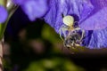 Macro Closeup of a white crab spider feasting on catched bee on blue Bearded iris, Iris Barbata Royalty Free Stock Photo