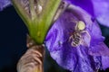 Macro Closeup of a white crab spider feasting on catched bee on blue Bearded iris, Iris Barbata Royalty Free Stock Photo