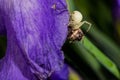 Macro Closeup of a white crab spider feasting on catched bee on blue Bearded iris, Iris Barbata Royalty Free Stock Photo