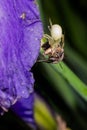 Macro Closeup of a white crab spider feasting on catched bee on blue Bearded iris, Iris Barbata Royalty Free Stock Photo