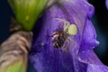 Macro Closeup of a white crab spider feasting on catched bee on blue Bearded iris, Iris Barbata Royalty Free Stock Photo