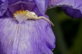 Macro Closeup of a white crab spider preying on insects on blue Bearded iris, Iris Barbata Royalty Free Stock Photo