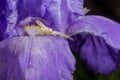 Macro Closeup of a white crab spider preying on insects on blue Bearded iris, Iris Barbata Royalty Free Stock Photo