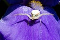 Macro Closeup of a white crab spider preying on insects on blue Bearded iris, Iris Barbata Royalty Free Stock Photo