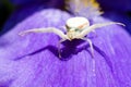 Macro Closeup of a white crab spider preying on insects on blue Bearded iris, Iris Barbata Royalty Free Stock Photo