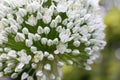 Macro closeup of white flower allium cepa of common onion in german garden