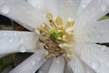 Macro closeup of white flower magnolia stellatum pistils and stamen with white petals with water drops