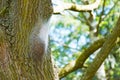 Dangerous oak processionary caterpillars on infested tree