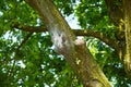 Dangerous oak processionary caterpillars on infested tree