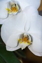 Macro closeup of white orchid flowers, with unfocused green leaves