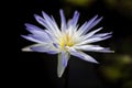 A macro closeup white purple water lily in the pool Royalty Free Stock Photo