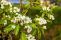 Macro closeup of white roses in bloom during spring, pear tree, fruit cultivation and organic gardening Royalty Free Stock Photo