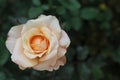 Macro closeup from a white yellow single rose blossom with free space Royalty Free Stock Photo