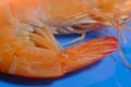 Macro Closeup Whole Shrimp