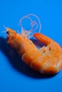 Macro Closeup Whole Shrimp