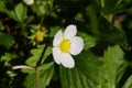 Macro closeup of wild isolated white, yellow flower head of woodland strawberry fragaria vesca in spring - Germany Royalty Free Stock Photo