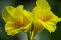 A macro closeup yellow canna lily flower Royalty Free Stock Photo