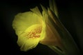 A macro closeup yellow canna lily flower
