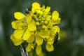 Macro closeup of yellow field mustard flower brassica rapa with two insects Focus on center of blossom Royalty Free Stock Photo