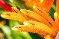 Macro closeup of Yellow orange flower Heliconia psittacorum ,Lobster-claws tropical plants with drop of water nature background