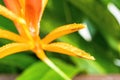 Macro closeup of Yellow orange flower Heliconia psittacorum ,Lobster-claws tropical plants with drop of water nature background