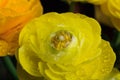Macro closeup of yellow orange wet flower head with waterdrops - ranunculus asiaticus, buttercup