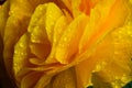 Macro closeup of yellow orange wet petals of flower head with waterdrops - ranunculus asiaticus, buttercup Royalty Free Stock Photo