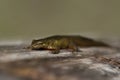 Macro closeup of a young curious newt triton. Triturus carnifex Royalty Free Stock Photo