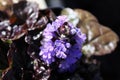 Macro of cluster of bugleweed trumpet shaped flowers Royalty Free Stock Photo