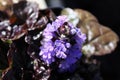 Macro of cluster of bugleweed trumpet shaped flowers