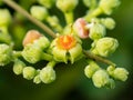 Macro cluster of cayratia japonica flowers 2 Royalty Free Stock Photo