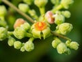 Macro cluster of cayratia japonica flowers 3 Royalty Free Stock Photo