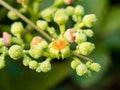 Macro cluster of cayratia japonica flowers 7 Royalty Free Stock Photo