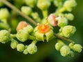 Macro cluster of cayratia japonica flowers 4