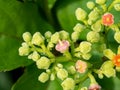 Macro cluster of cayratia japonica flowers 8