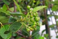 Macro of a cluster of green chokecherry berries