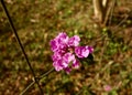 Macro of a cluster of pink flowers