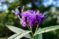 Macro of a cluster of purple flowers