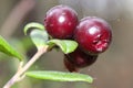 Macro of a cluster of ripe lingonberries on a plant