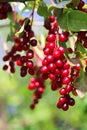 Macro of a cluster of wild red ripe chokecherries