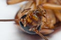 Macro of cockroach insects of the order Blattodea