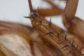 Macro of cockroach insects of the order Blattodea