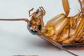 Macro of cockroach insects of the order Blattodea