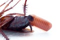 Macro cockroach Spawn