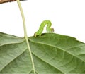 Macro of codling moth caterpillar