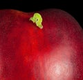 Macro of codling moth caterpillar on ripe peach