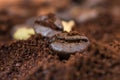 Macro of coffee beans with roasted coffee heap. Royalty Free Stock Photo